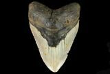 Huge, Fossil Megalodon Tooth - North Carolina #124416-1
